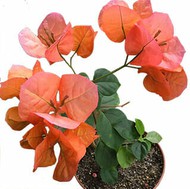  Bougainvillea Scarlet Glory Orange