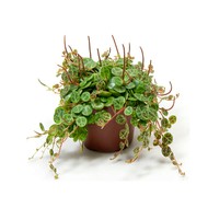  Peperomia Prostrata  String of Turtles D 11