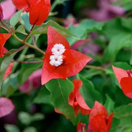  Bougainvillea Pedro