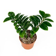   Zamioculcas Zamiifolia zenzi