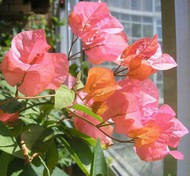  Bougainvillea Bois de rose 