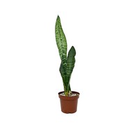   Sansevieria Zeylanica D9