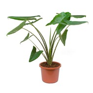   Alocasia Zebrina