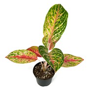    Aglaonema Spring Red