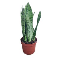   Sansevieria Zeylanica D12