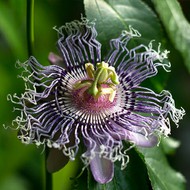  Passiflora Elizabeth