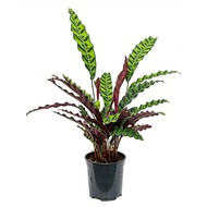   Calathea lancifolia