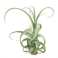    Tillandsia urly Slim