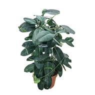   Stephanotis floribunda ( , :12)