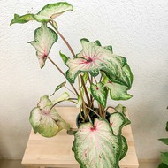    Caladium Mount Everest ( , -14)