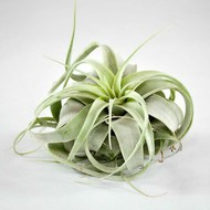 T  Tillandsia xerographica