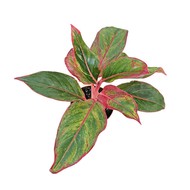   Aglaonema Crete D 9