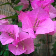  Bougainvillea Donya 