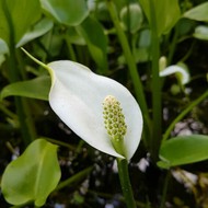   Calla palustris