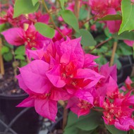  Bougainvillea Klong fire