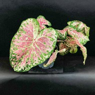    Caladium Raspberry Moon ( , -17)