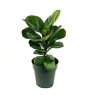    Ficus lyrata