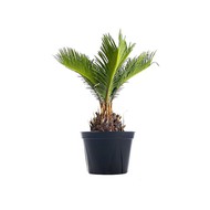 ,   Cycas Revoluta