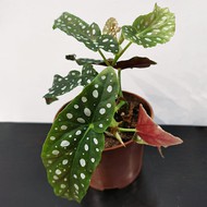   Begonia maculata Wightii ( , -12)