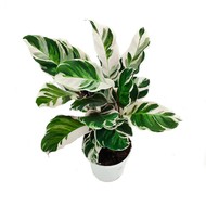    Calathea White fusion