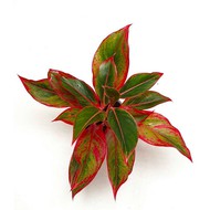   Aglaonema Crete D 11