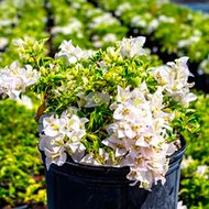  Bougainvillea Miss Alice White